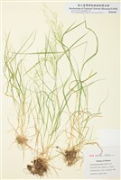 藏品(秋剪股穎)的圖片